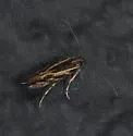 Eralea albalineella - Hodges#1501 - photo 5
