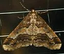 Erannis vancouverensis - Hodges#6665.1