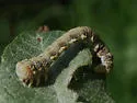 Erannis vancouverensis - Hodges#6665.1 - photo 2