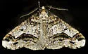 Erannis vancouverensis - Hodges#6665.1 - photo 3