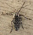 Erannis vancouverensis - Hodges#6665.1 - photo 4