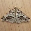 Erannis vancouverensis - Hodges#6665.1 - photo 5