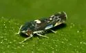 Erasmoneura atra