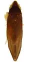 Erasmoneura caerula - Erasmoneura caerula