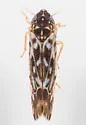 Erasmoneura fulmina