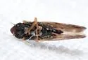Erasmoneura fulmina - photo 2