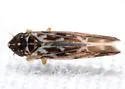Erasmoneura fulmina - photo 3