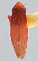 Erasmoneura latiloba - photo 2