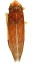 Erasmoneura margaritae