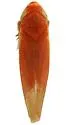 Erasmoneura mixta