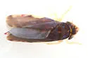 Erasmoneura nigerrima - photo 2