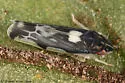 Erasmoneura nigra - photo 2