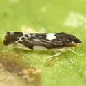 Erasmoneura nigra - photo 3