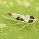 Erasmoneura nigra - photo 4