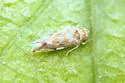 Variegated Leafhopper