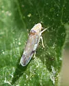 Variegated Leafhopper - photo 2