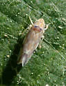 Variegated Leafhopper - photo 3