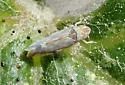 Variegated Leafhopper - photo 4