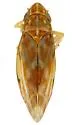 Variegated Leafhopper - photo 5