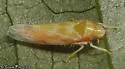 Wounded Leafhopper