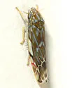 Wounded Leafhopper - photo 2
