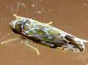 Wounded Leafhopper - photo 3