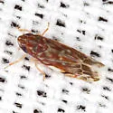 Wounded Leafhopper - photo 4