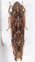 Wounded Leafhopper - photo 5