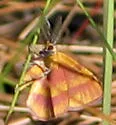 Broad-lined Erastria Moth - Hodges#6704