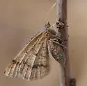 Broad-lined Erastria Moth - Hodges#6704 - photo 2
