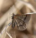 Broad-lined Erastria Moth - Hodges#6704 - photo 3