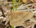 Broad-lined Erastria Moth - Hodges#6704 - photo 4