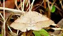 Thin-Lined Erastria - Hodges#6705
