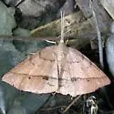 Thin-Lined Erastria - Hodges#6705 - photo 2