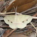 Thin-Lined Erastria - Hodges#6705 - photo 3