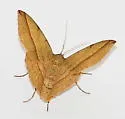 Thin-Lined Erastria - Hodges#6705 - photo 4