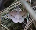 Thin-Lined Erastria - Hodges#6705 - photo 5