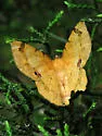 Erastria decrepitaria - Hodges#6702 - Erastria decrepitaria