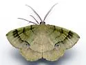 Erastria decrepitaria - Hodges#6702 - photo 2