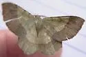 Erastria decrepitaria - Hodges#6702 - photo 3