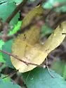 Erastria decrepitaria - Hodges#6702 - photo 4