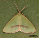 Erastria viridirufaria - Hodges#6703