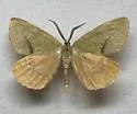 Erastria viridirufaria - Hodges#6703 - photo 2