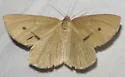 Erastria viridirufaria - Hodges#6703 - photo 3
