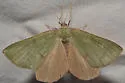 Erastria viridirufaria - Hodges#6703 - photo 4