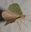 Erastria viridirufaria - Hodges#6703 - photo 5
