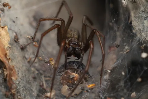 Giant House Spider - photo 3