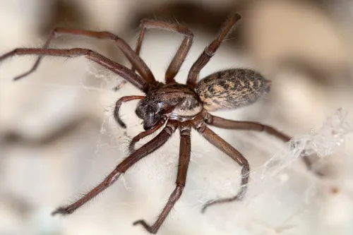 Giant House Spider - photo 4