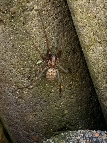 Giant House Spider - photo 5