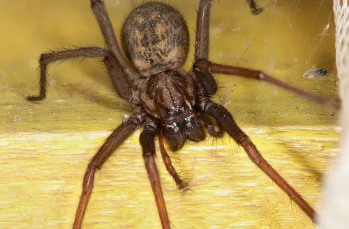 Giant House Spider - photo 7